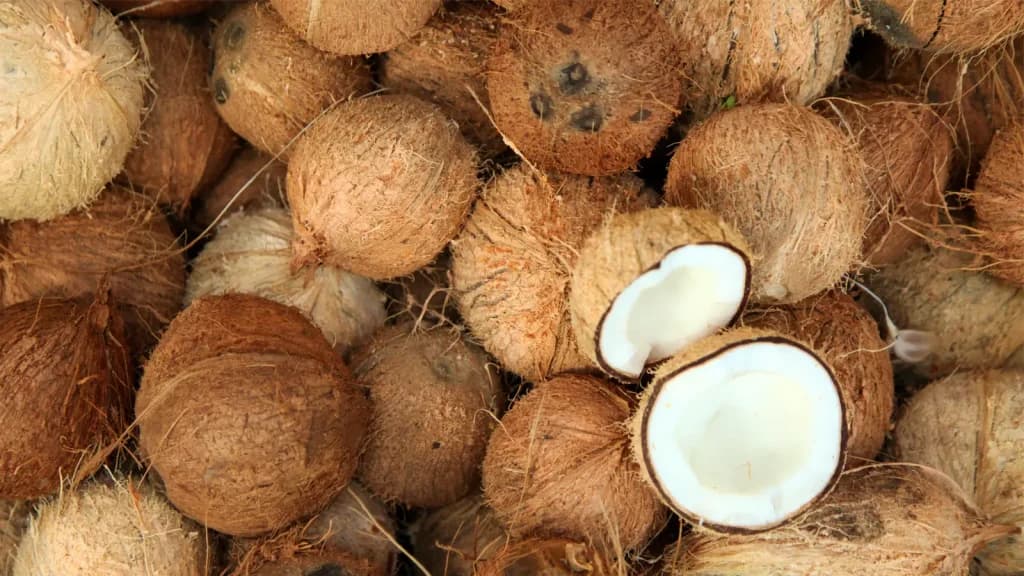 Kerala Coconut (Dehusked)